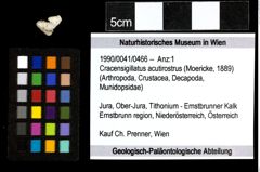 Foto (Objekt + Etiketten) von Cracensigillatus acutirostrus (Moericke, 1889) 